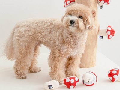 버섯 바스락 토이 노즈워크 삑삑이 강아지 장난감애견의류,애견옷